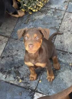 Rescue Australian Shepherd and Rottweiler Dogs for Adoption in Plano, Texas - Zachary | PetCurious