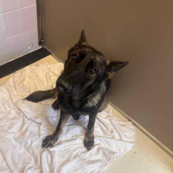 Amelia 1895 -  Shepherd Dog for Adoption in Loxahatchee Groves, Florida - Amelia 1895 | PetCurious