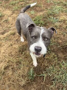 Terrier Dogs Available for Adoption in Holbrook, New York - BEAU | PetCurious