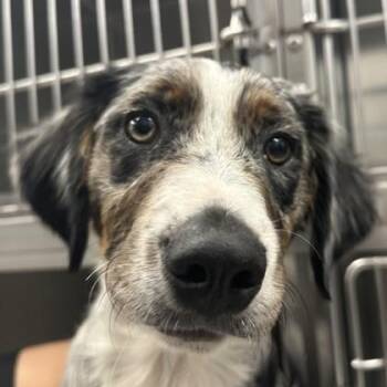 Australian Shepherd and Border Collie Dogs Available for Adoption in Sacramento, California - Malcom | PetCurious