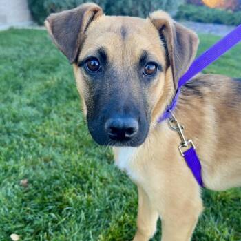 Burrito -  Shepherd and Mixed Breed Dog for Adoption in Great Falls, Montana - Burrito | PetCurious