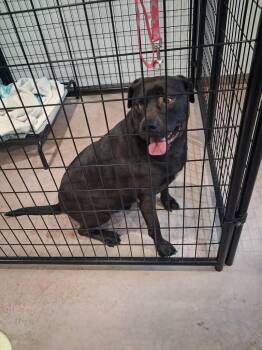 Tank -  Labrador Retriever and Rottweiler Dog for Adoption in Ashland, Wisconsin - Tank | PetCurious