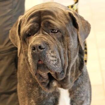 26-00653 TITO -  Mastiff Dog for Adoption in Fredericksburg, Virginia - 26-00653 TITO | PetCurious