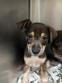 Terrier and Mixed Breed Dogs Available for Adoption in Honolulu, Hawaii - Orion | PetCurious