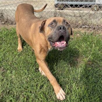SHERIFF -  Mastiff Dog for Adoption - SHERIFF | PetCurious
