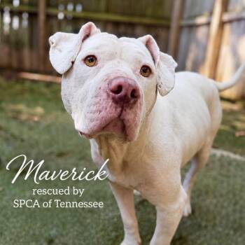 Maverick -  American Bulldog Dog for Adoption in Brentwood, Tennessee - Maverick | PetCurious