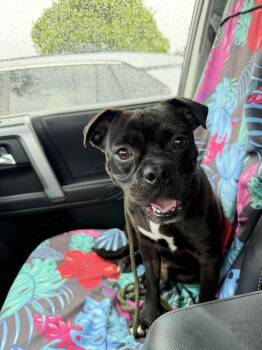 Blaine -  Pug Dog for Adoption in San Diego, California - Blaine | PetCurious
