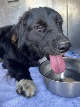 FOZZY BEAR -  Flat Coated Retriever and Mixed Breed Dog for Adoption in Alameda, California - FOZZY BEAR | PetCurious