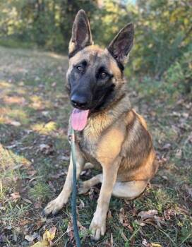 German Shepherd Dog and Mixed Breed Dogs Available for Adoption - ZACIAN | PetCurious