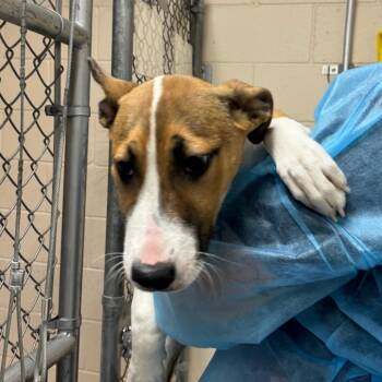 Beatriz -  Bull Terrier Dog for Adoption in Reno, Nevada - Beatriz | PetCurious