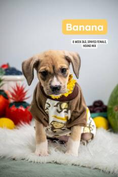 Banana -  Hound and Labrador Retriever Dog for Adoption in Sevierville, Tennessee - Banana | PetCurious