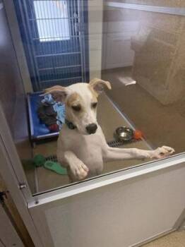 Moose -  Retriever and Terrier Dog for Adoption in East Brookfield, Massachusetts - Moose | PetCurious