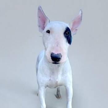 Rescue Bull Terrier Dogs for Adoption in Palm Desert, California - Sandy | PetCurious