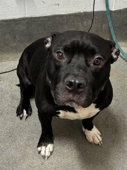 CORVUS -  Pit Bull Terrier Dog for Adoption - CORVUS | PetCurious