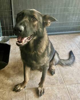 Rescue German Shepherd Dog Dogs for Adoption in Brewster, New York - Xena (Momma) | PetCurious