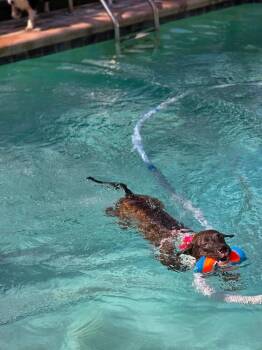 Betsy Ross -  Labrador Retriever Dog for Adoption in St. Petersburg, Florida - Betsy Ross | PetCurious