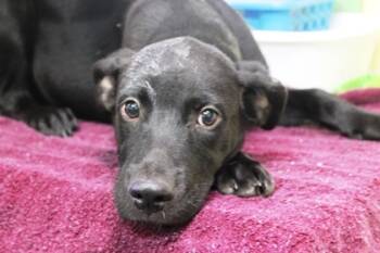 Rescue Labrador Retriever and Mixed Breed Dogs for Adoption in Picayune, Mississippi - Hope | PetCurious