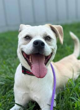 Pierogi (ID 52236) -  Pit Bull Terrier and Terrier Dog for Adoption in Manassas, Virginia - Pierogi (ID 52236) | PetCurious