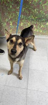 Shepherd and Mixed Breed Dogs Available for Adoption in San Antonio, Texas - Plankton | PetCurious
