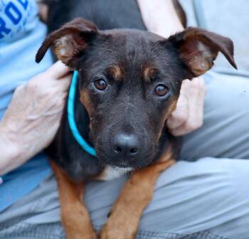 Sequoia (AO37339) -  Terrier Dog for Adoption in Kansas City, Kansas - Sequoia (AO37339) | PetCurious