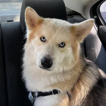 Rescue Husky Dogs for Adoption in Austin, Texas - Blue Jay TE | PetCurious