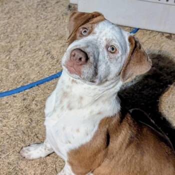 Pointer and Mixed Breed Dogs Available for Adoption - Jozie | PetCurious