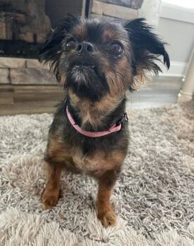 Mimi -  Shih Tzu and Yorkshire Terrier Dog for Adoption in Chattanooga, Tennessee - Mimi | PetCurious