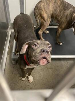 Rescue Mixed Breed Dogs for Adoption in West Chester, Pennsylvania - Shock | PetCurious