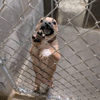 Border Collie and Australian Cattle Dog Blue Heeler Dogs Available for Adoption - Bear | PetCurious