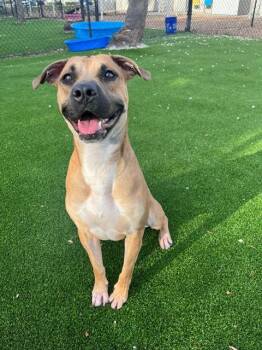 THEO -  Mixed Breed Dog for Adoption in Jacksonville, Florida - THEO | PetCurious