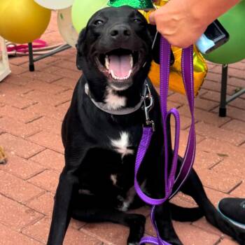Remy -  Black Labrador Retriever and Mixed Breed Dog for Adoption in Corpus Christi, Texas - Remy | PetCurious
