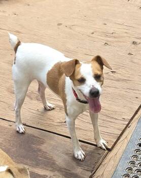 NILES -  Jack Russell Terrier Dog for Adoption in Troutman, North Carolina - NILES | PetCurious