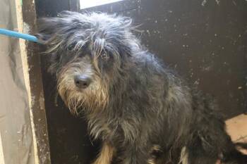 AVON -  Mixed Breed Dog for Adoption in Columbia, South Carolina - AVON | PetCurious