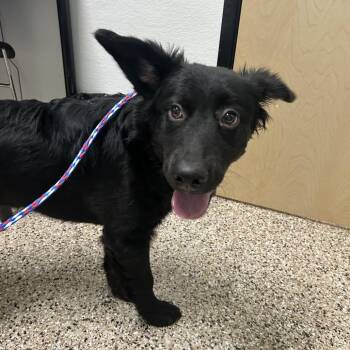 Puppy 08/15/2026 -  Shepherd and Mixed Breed Dog for Adoption in Bullhead City, Arizona - Puppy 08/15/2026 | PetCurious