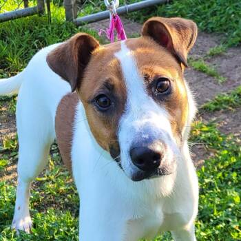Digit -  Hound and Shepherd Dog for Adoption in Grayslake, Illinois - Digit | PetCurious