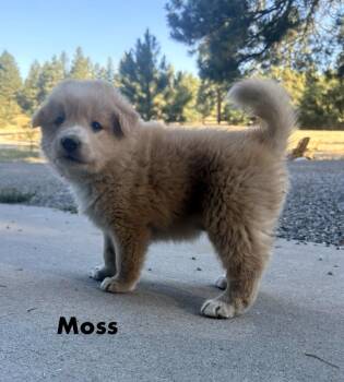 Moss -  Australian Cattle Dog Blue Heeler Dog for Adoption in Durango, Colorado - Moss | PetCurious
