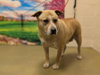 Rescue Pit Bull Terrier Dogs for Adoption in San Marcos, California - SAVE ME PLEASE! TWILA - ID#A543346 | PetCurious