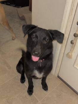 Rescue Border Collie and Black Labrador Retriever Dogs for Adoption in Choctaw, Oklahoma - Sammy | PetCurious