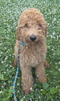 Beth -  Golden Retriever and Standard Poodle Dog for Adoption in Malvern, Pennsylvania - Beth | PetCurious
