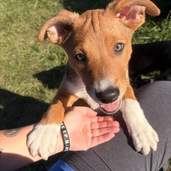 Dune -  Australian Shepherd Dog for Adoption in Monticello, Iowa - Dune | PetCurious