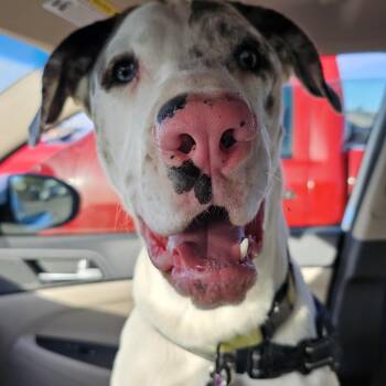 Rescue Catahoula Leopard Dog and Treeing Walker Coonhound Dogs for Adoption in Mesa, Arizona - Tempe | PetCurious