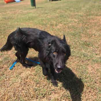 Marshall -  Mixed Breed Dog for Adoption in Pauls Valley, Oklahoma - Marshall | PetCurious
