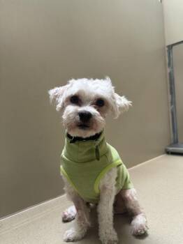 Miniature Poodle Dogs Available for Adoption in Walnut Creek, California - Gumball | PetCurious