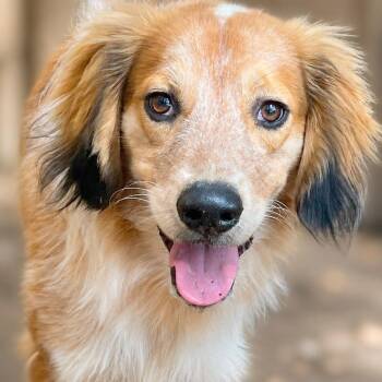 Toby -  Spaniel and Mixed Breed Dog for Adoption in Boerne, Texas - Toby | PetCurious
