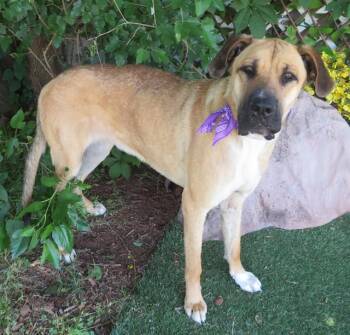Great Dane and Mixed Breed Dogs Available for Adoption in Oklahoma City, Oklahoma - CORKY | PetCurious