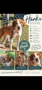 HANK -  Hound Dog for Adoption in Holbrook, New York - HANK | PetCurious