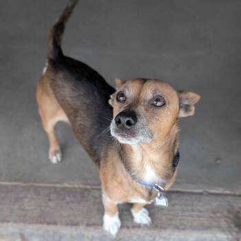 Toby (Clyde) -  Chihuahua Dog for Adoption in Grand Junction, Colorado - Toby (Clyde) | PetCurious