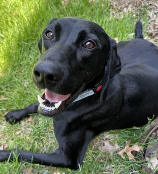 Spencer -  German Shorthaired Pointer and Mixed Breed Dog Available for Adoption in Amery, Wisconsin - Spencer | PetCurious