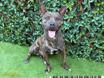 OSCAR -  Mixed Breed Dog for Adoption in West Palm Beach, Florida - OSCAR | PetCurious