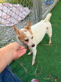 Bogey -  Chihuahua and Pomeranian Dog for Adoption in Waterloo, Illinois - Bogey | PetCurious